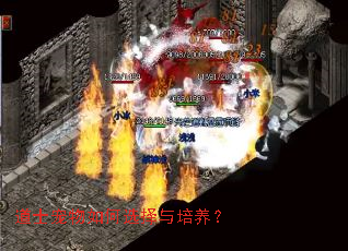 ��ʿ�������ѡ����������